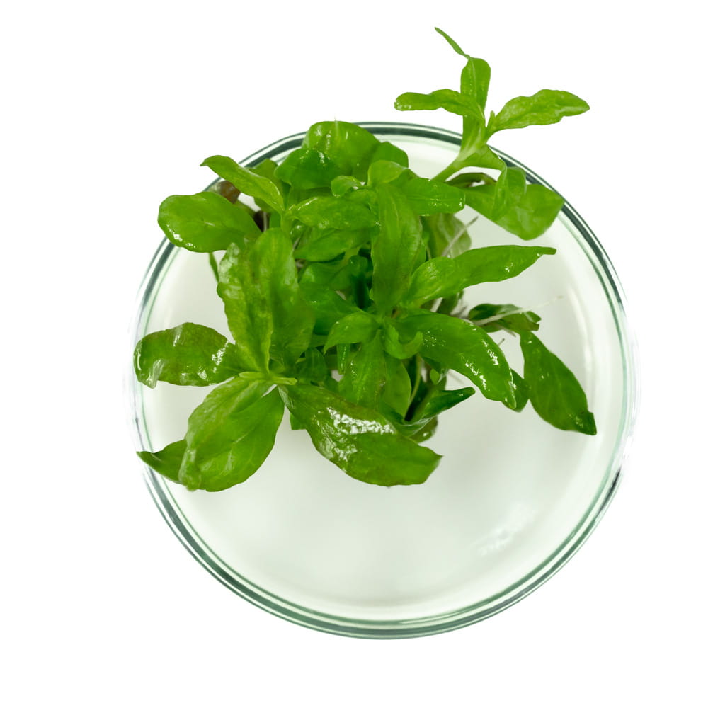 Hygrophila Polysperma nadwódka wielonasienna in vitro porcja